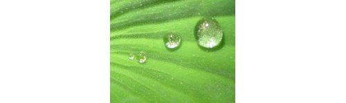 Plantes aquatiques