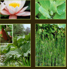 plantes aquatiques 37, hydrangea 37, hortensia 37, pelargonium 37, horticulteur 37