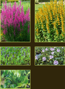 plantes aquatiques 37, hydrangea 37, hortensia 37, pelargonium 37, horticulteur 37