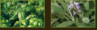 plantes aquatiques 37, hydrangea 37, hortensia 37, pelargonium 37, horticulteur 37