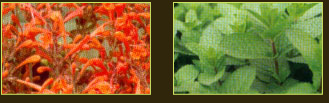 plantes aquatiques 37, hydrangea 37, hortensia 37, pelargonium 37, horticulteur 37