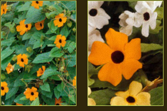 plantes aquatiques 37, hydrangea 37, hortensia 37, pelargonium 37, horticulteur 37