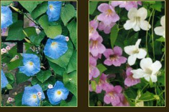 plantes aquatiques 37, hydrangea 37, hortensia 37, pelargonium 37, horticulteur 37