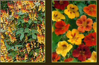 plantes aquatiques 37, hydrangea 37, hortensia 37, pelargonium 37, horticulteur 37