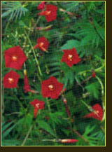 plantes aquatiques 37, hydrangea 37, hortensia 37, pelargonium 37, horticulteur 37