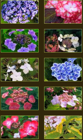 plantes aquatiques 37, hydrangea 37, hortensia 37, pelargonium 37, horticulteur 37