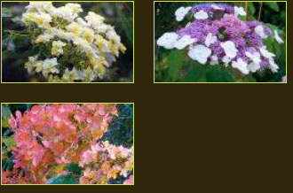 plantes aquatiques 37, hydrangea 37, hortensia 37, pelargonium 37, horticulteur 37