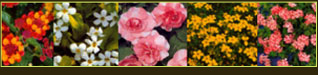 plantes aquatiques 37, hydrangea 37, hortensia 37, pelargonium 37, horticulteur 37