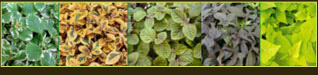 plantes aquatiques 37, hydrangea 37, hortensia 37, pelargonium 37, horticulteur 37