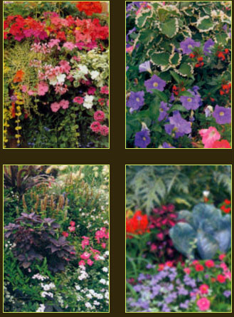 plantes aquatiques 37, hydrangea 37, hortensia 37, pelargonium 37, horticulteur 37
