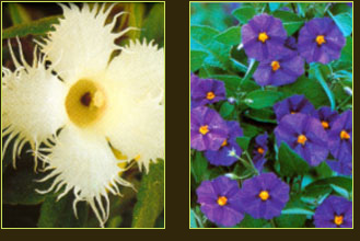 plantes aquatiques 37, hydrangea 37, hortensia 37, pelargonium 37, horticulteur 37