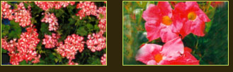 plantes aquatiques 37, hydrangea 37, hortensia 37, pelargonium 37, horticulteur 37