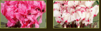 plantes aquatiques 37, hydrangea 37, hortensia 37, pelargonium 37, horticulteur 37
