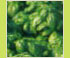 Hortensia