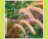 Hortensia