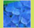 Hortensia
