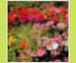 Hortensia
