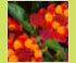 Hortensia