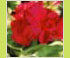 Hortensia