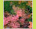 Hortensia