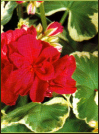 plantes aquatiques 37, hydrangea 37, hortensia 37, pelargonium 37, horticulteur 37