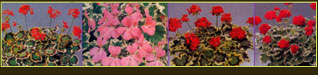 plantes aquatiques 37, hydrangea 37, hortensia 37, pelargonium 37, horticulteur 37
