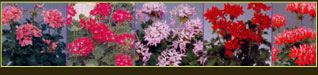 plantes aquatiques 37, hydrangea 37, hortensia 37, pelargonium 37, horticulteur 37