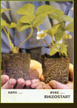plantes aquatiques 37, hydrangea 37, hortensia 37, pelargonium 37, horticulteur 37