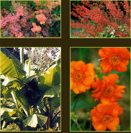 plantes aquatiques 37, hydrangea 37, hortensia 37, pelargonium 37, horticulteur 37