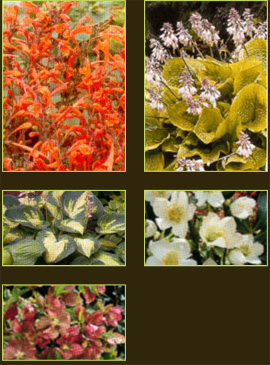 plantes aquatiques 37, hydrangea 37, hortensia 37, pelargonium 37, horticulteur 37